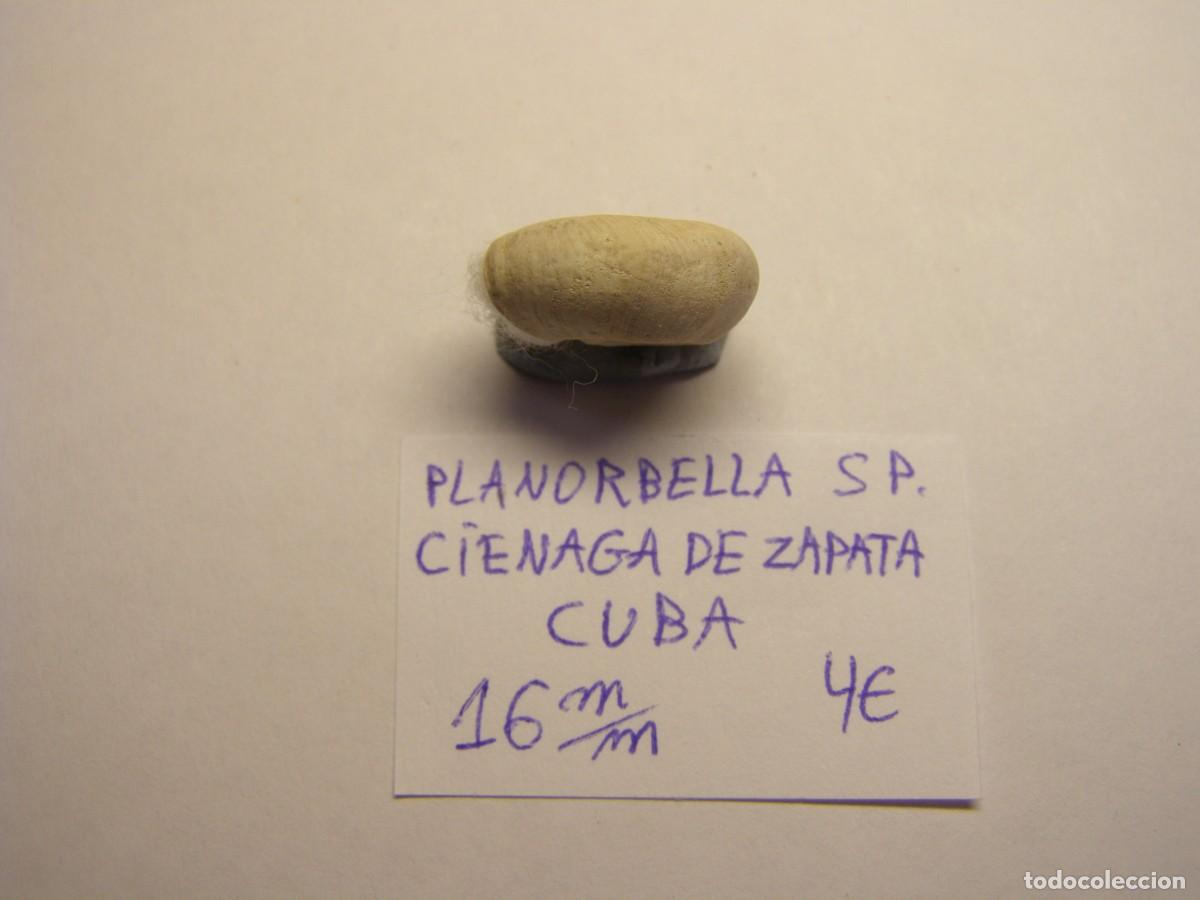 Coleccionismo de moluscos: Caracol snail shell planorbella sp. Cuba. - Foto 2