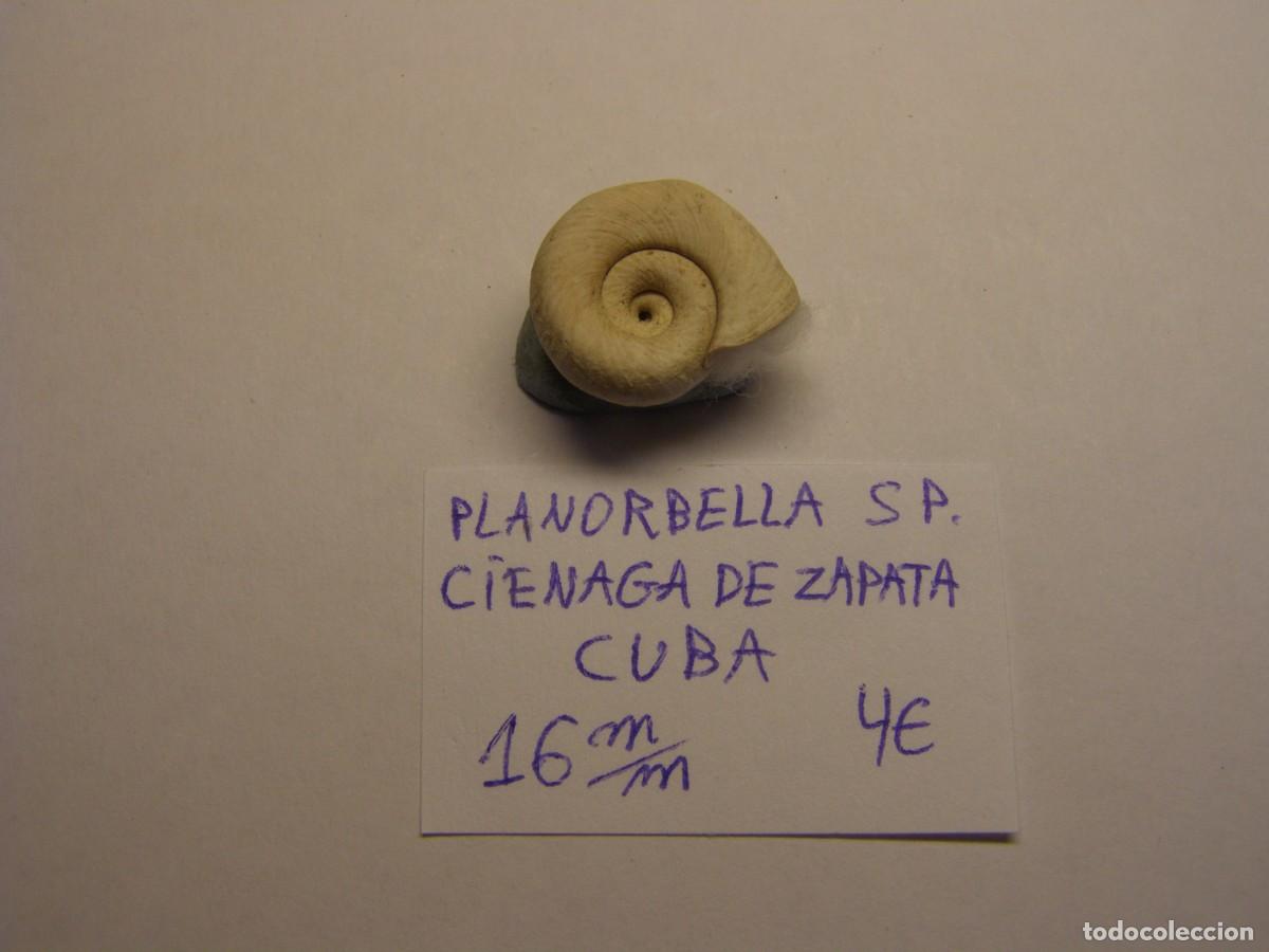 Coleccionismo de moluscos: Caracol snail shell planorbella sp. Cuba. - Foto 3