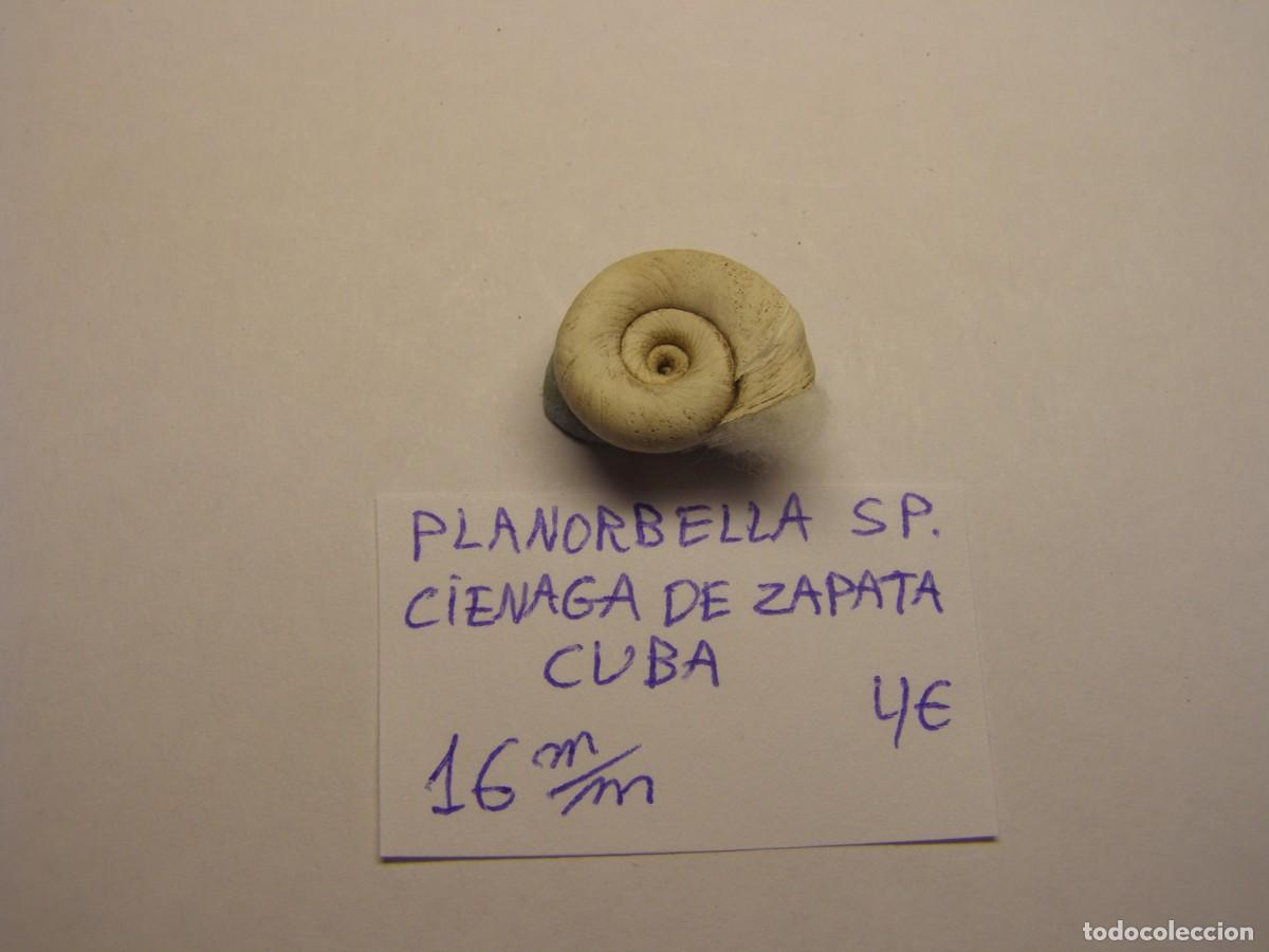 Coleccionismo de moluscos: Caracol snail shell planorbella sp. Cuba.