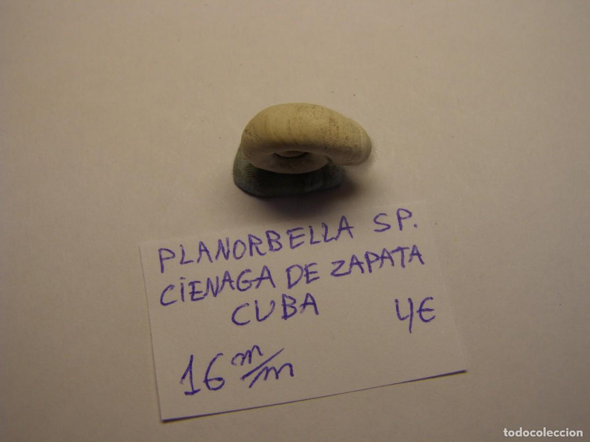 Coleccionismo de moluscos: Caracol snail shell planorbella sp. Cuba. - Foto 2