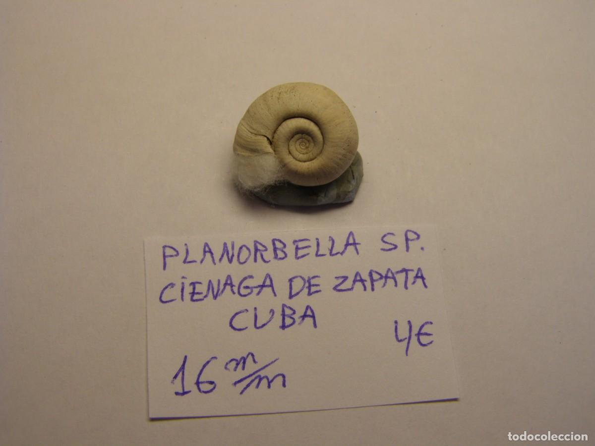 Coleccionismo de moluscos: Caracol snail shell planorbella sp. Cuba. - Foto 3