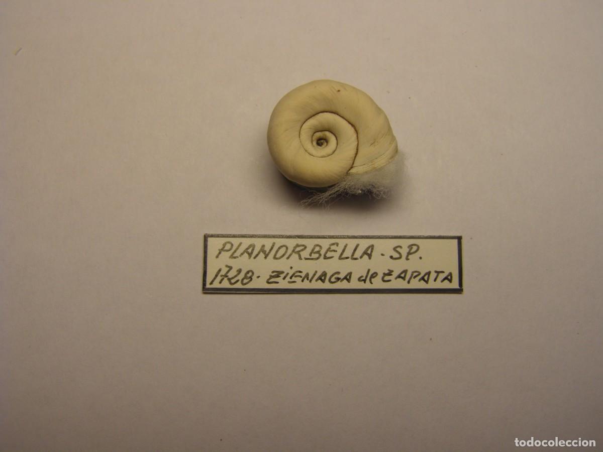 Coleccionismo de moluscos: Caracol snail shell planorbella sp. Cuba.