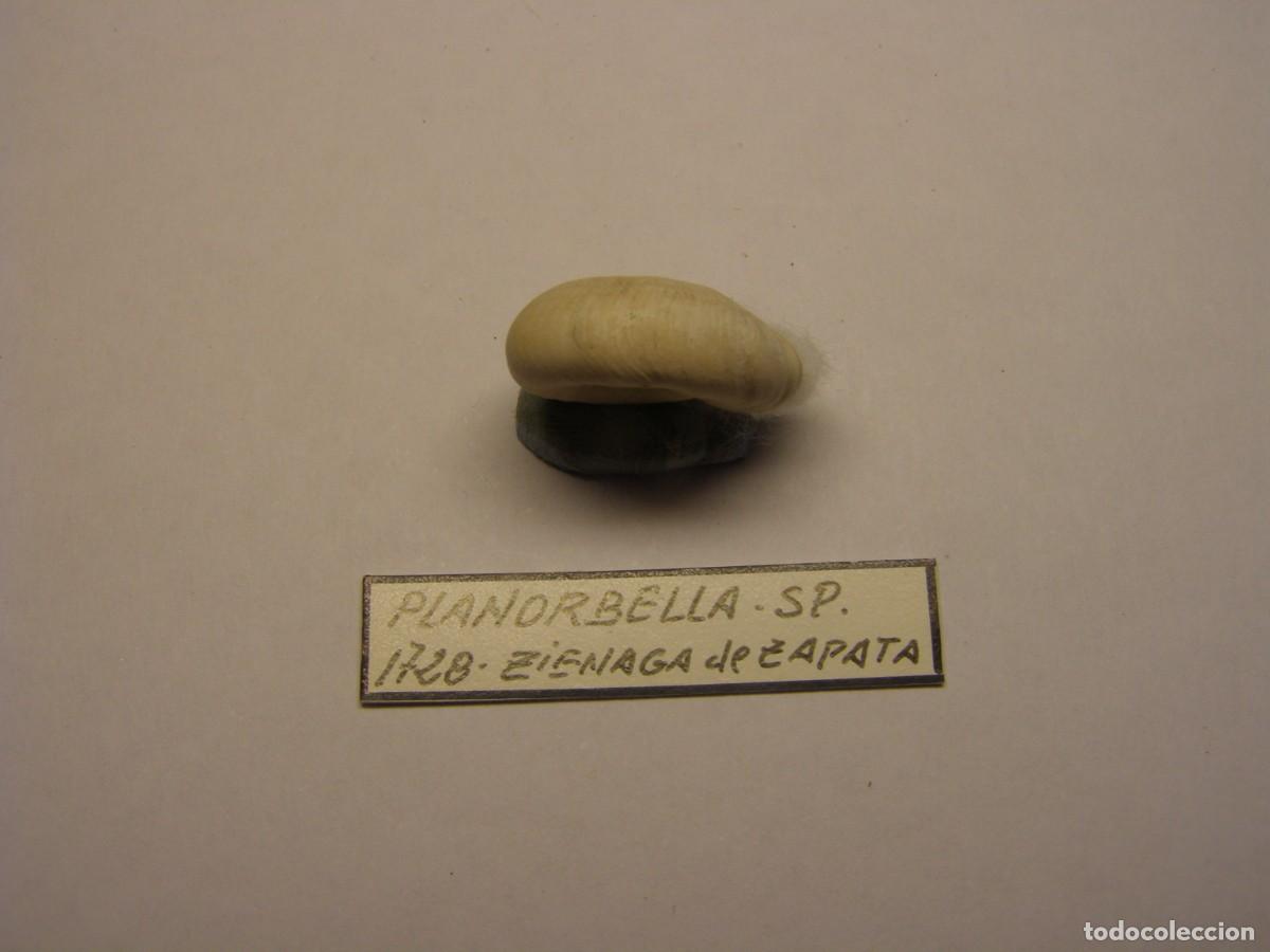 Coleccionismo de moluscos: Caracol snail shell planorbella sp. Cuba. - Foto 2