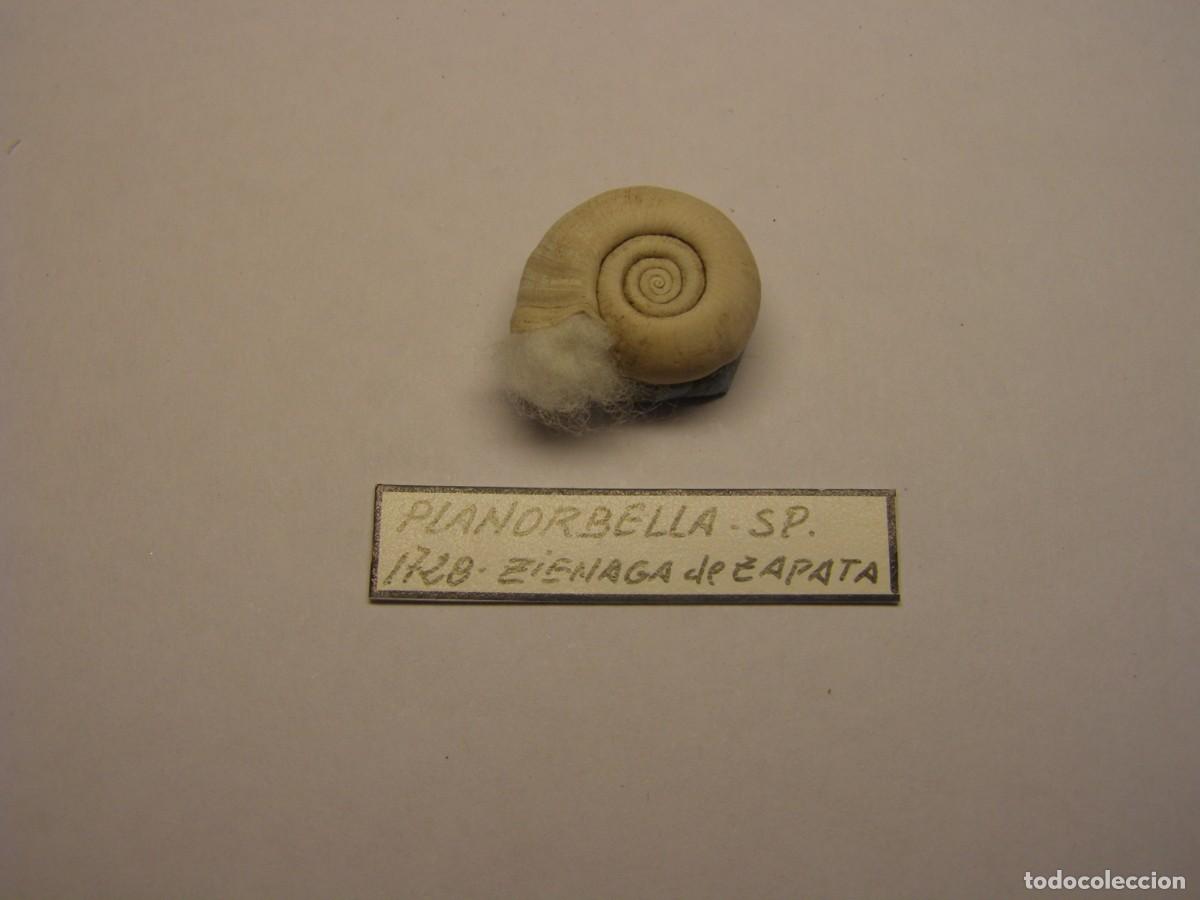 Coleccionismo de moluscos: Caracol snail shell planorbella sp. Cuba. - Foto 3