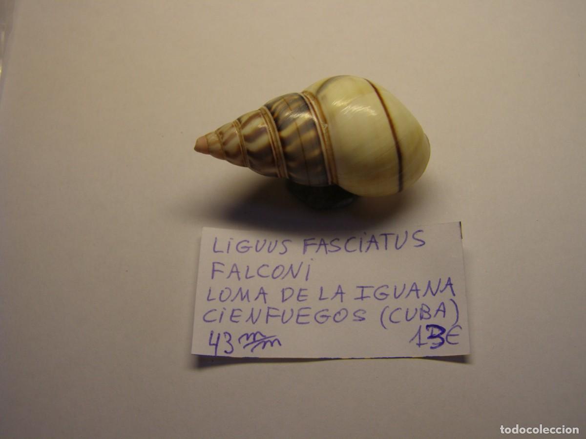 Collectionnisme de mollusques: Caracol snail shell liguus faciatus falconi. Cuba.