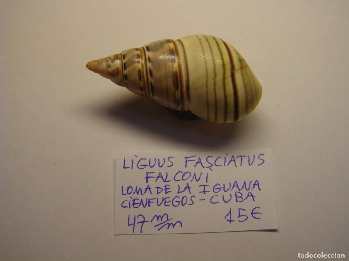 Collectionnisme de mollusques: Caracol snail shell liguus faciatus falconi. Cuba.