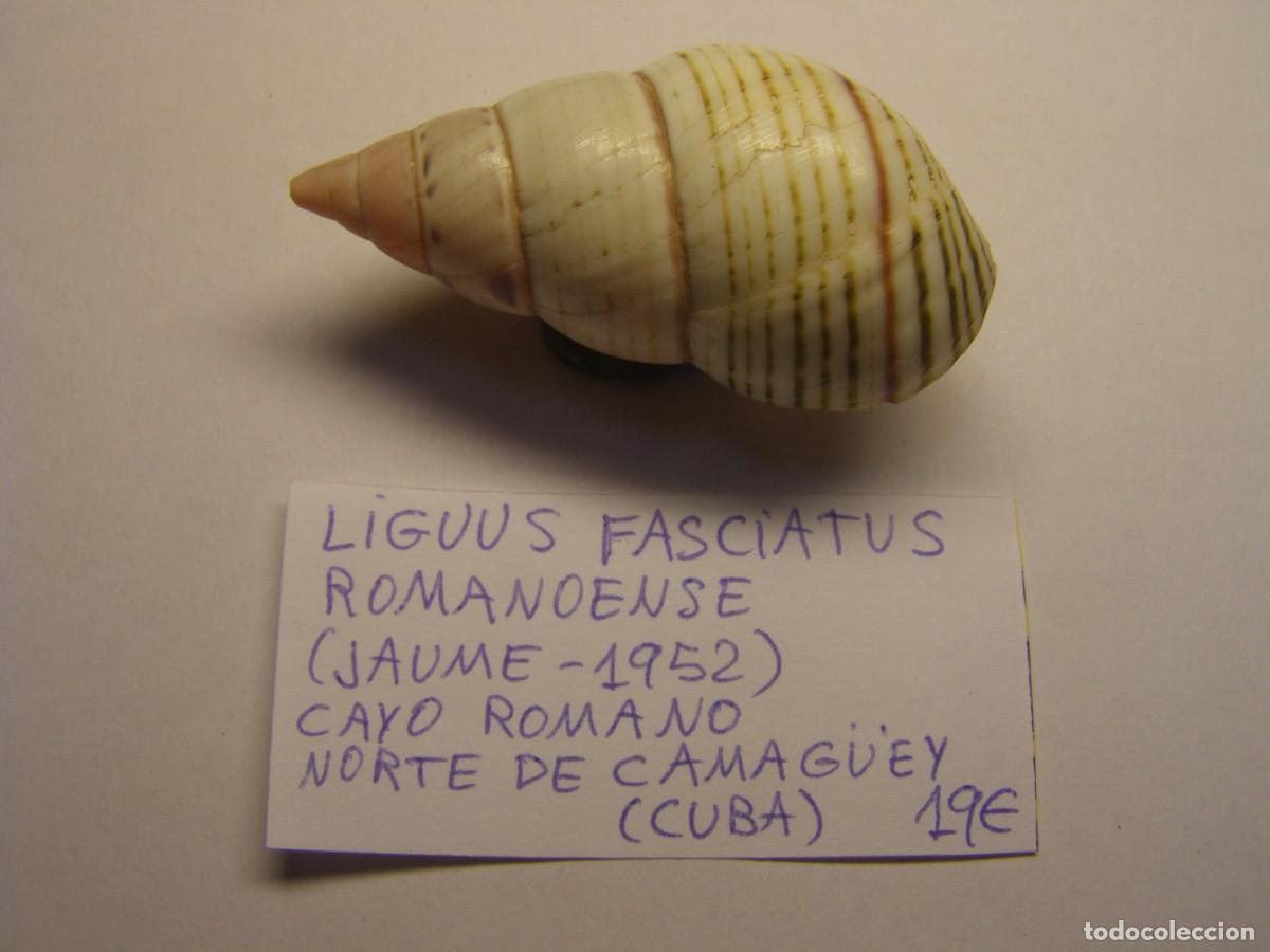 Collectionnisme de mollusques: Caracol snail shell liguus fasciatus romanoense. Cuba.