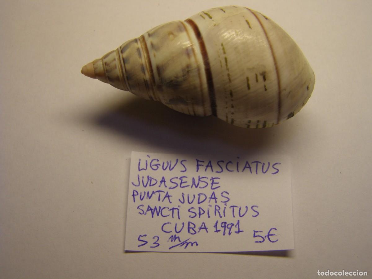 Coleccionismo de moluscos: Caracol snail shell liguus fasciatus judasense. Cuba.