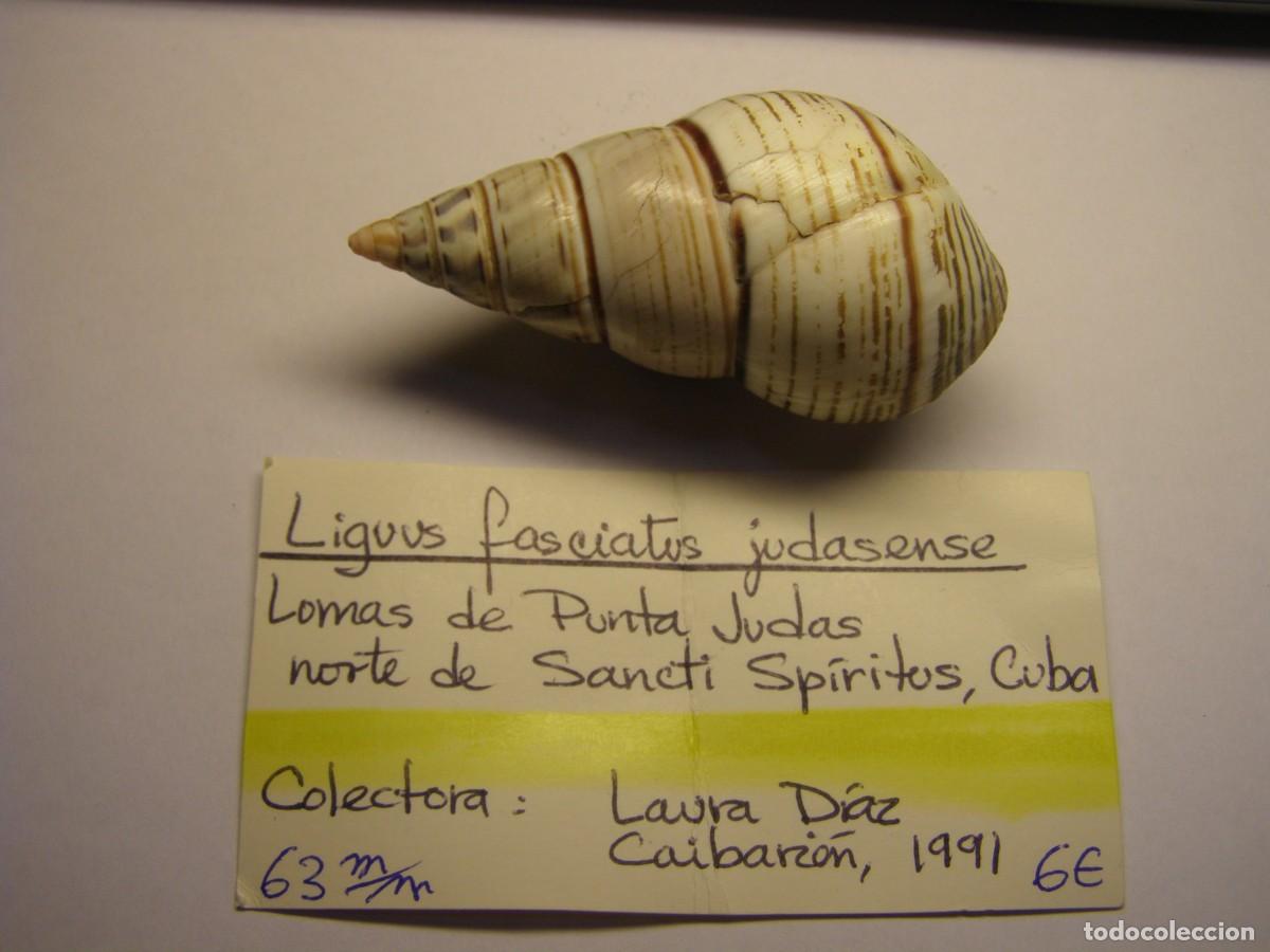 Coleccionismo de moluscos: Caracol snail shell liguus fasciatus judasense. Cuba.