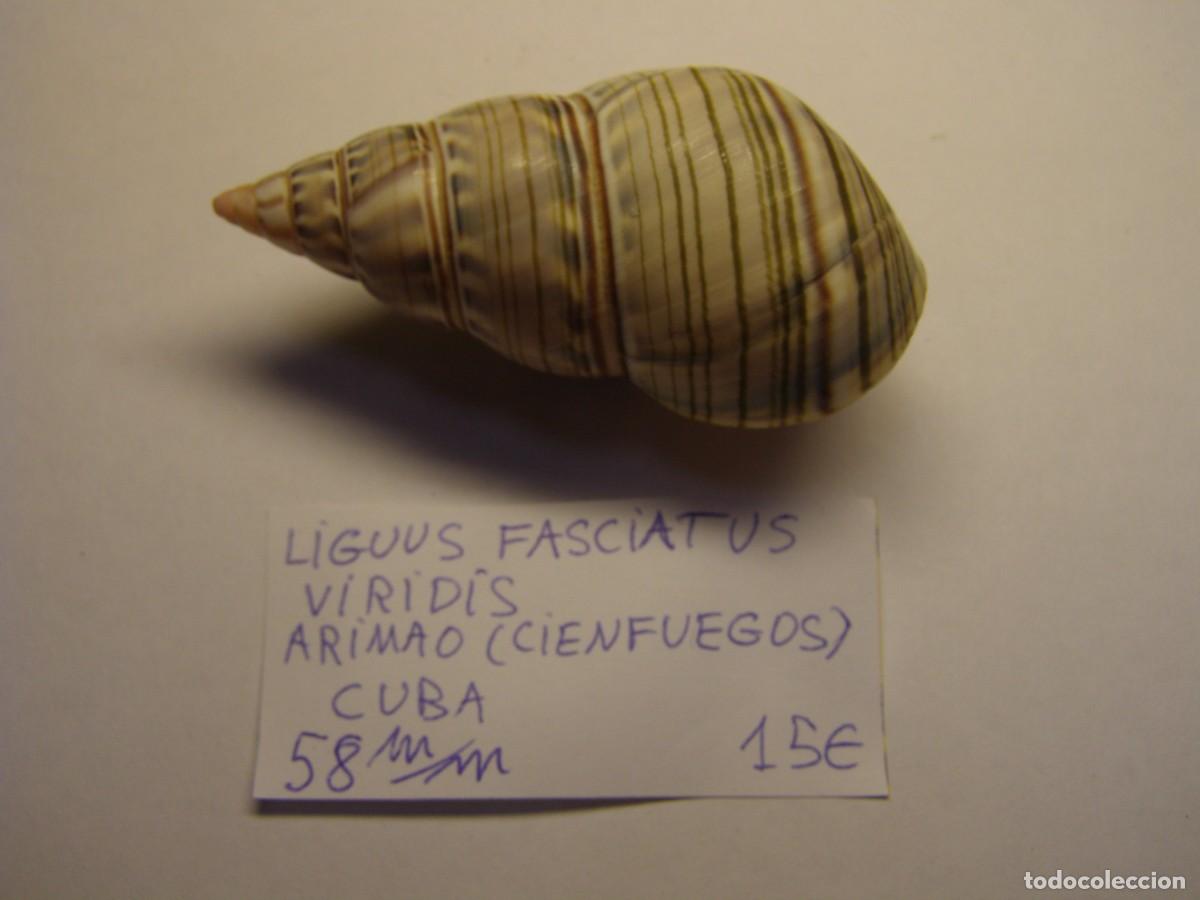 Coleccionismo de moluscos: Caracol snail shell liguus fasciatus viridis. Cuba.