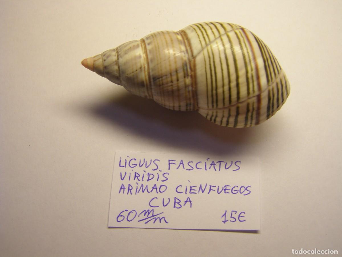 Coleccionismo de moluscos: Caracol snail shell liguus fasciatus viridis. Cuba.