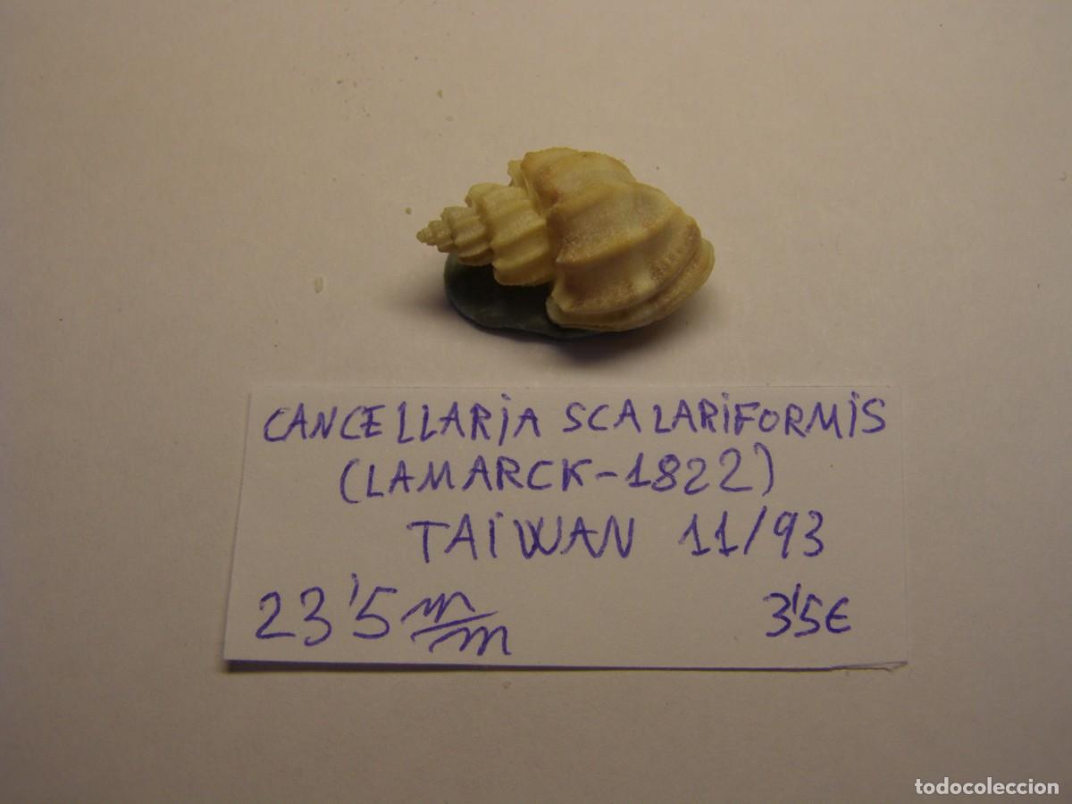 Coleccionismo de moluscos: Caracol snail shell cancellaria scalariformis. Taiwan.