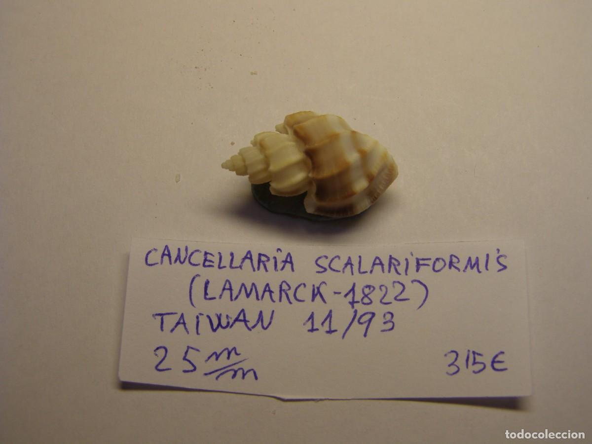 Coleccionismo de moluscos: Caracol snail shell cancellaria scalariformis. Taiwan.