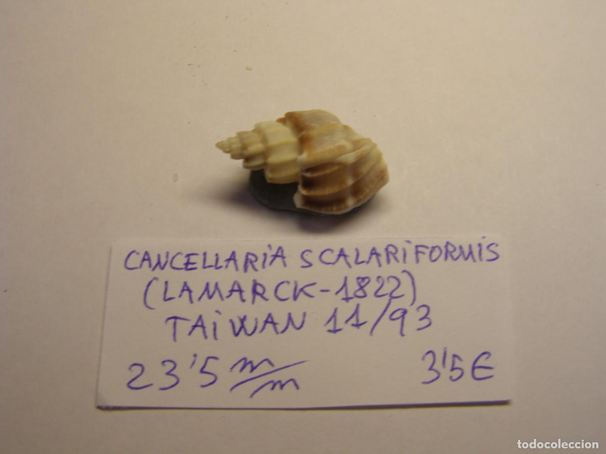 Coleccionismo de moluscos: Caracol snail shell cancellaria scalariformis. Taiwan.