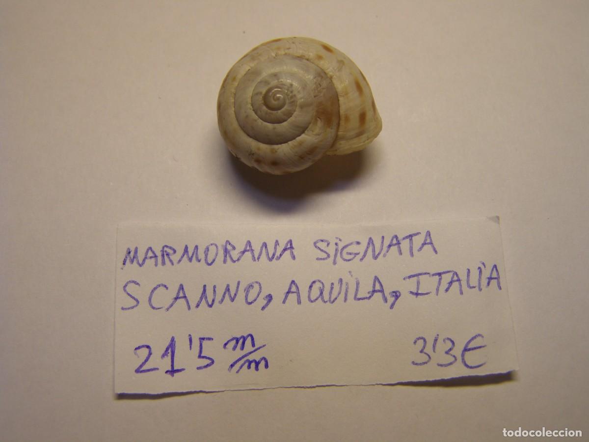 Colecionismo de moluscos: Caracol snail shell marmorana signata. Italia.