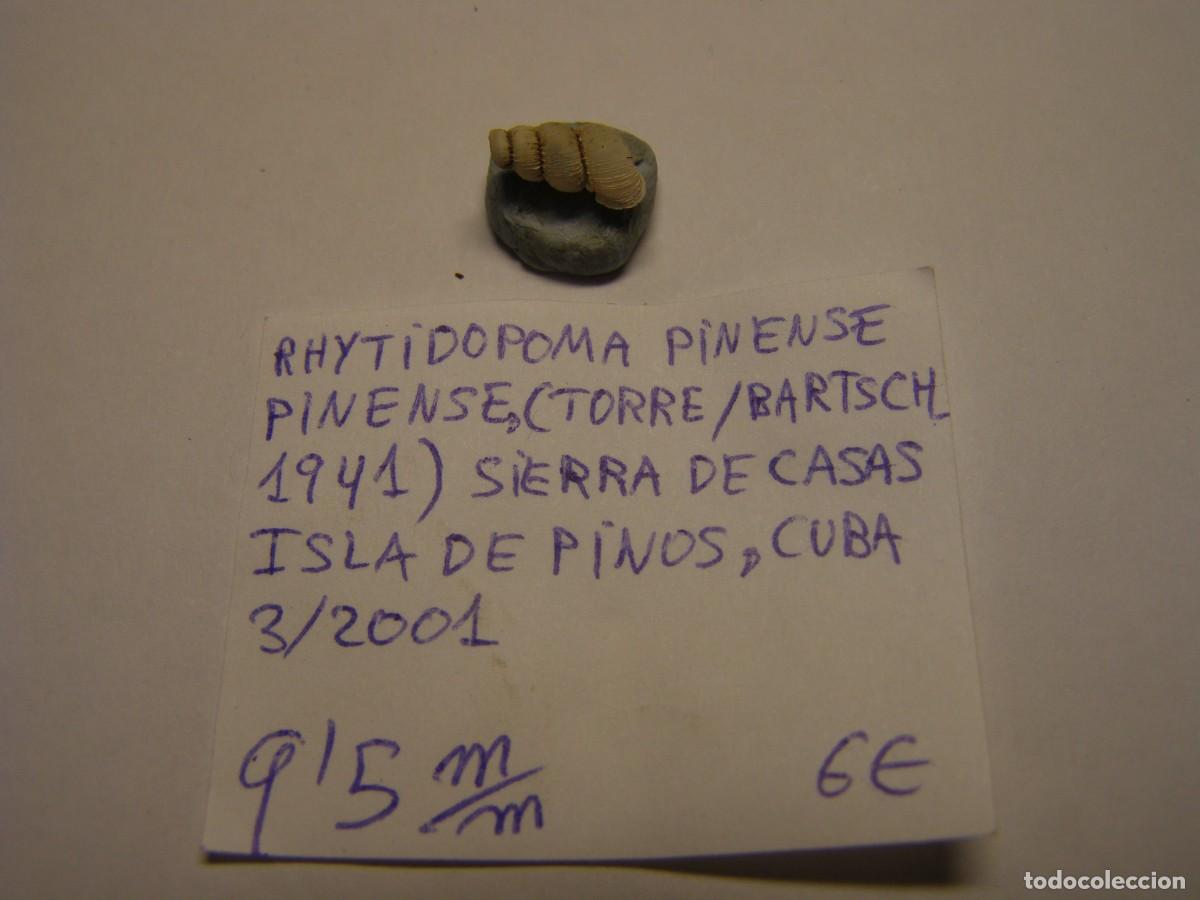Collectionnisme de mollusques: Caracol snail shell rhytidopoma pinense pinense. Cuba.