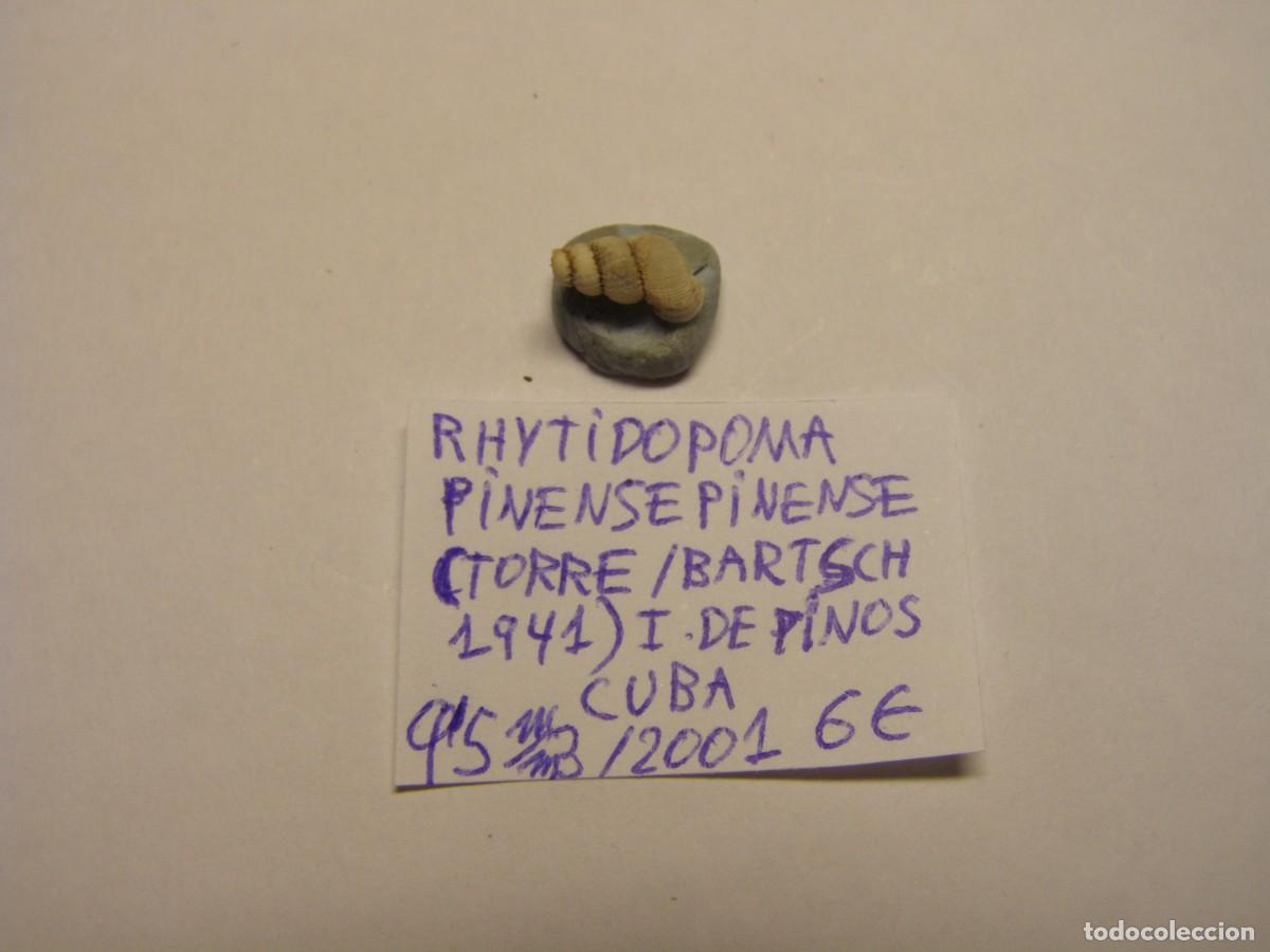 Colecionismo de moluscos: Caracol snail shell rhytidopoma pinense pinense. Cuba.