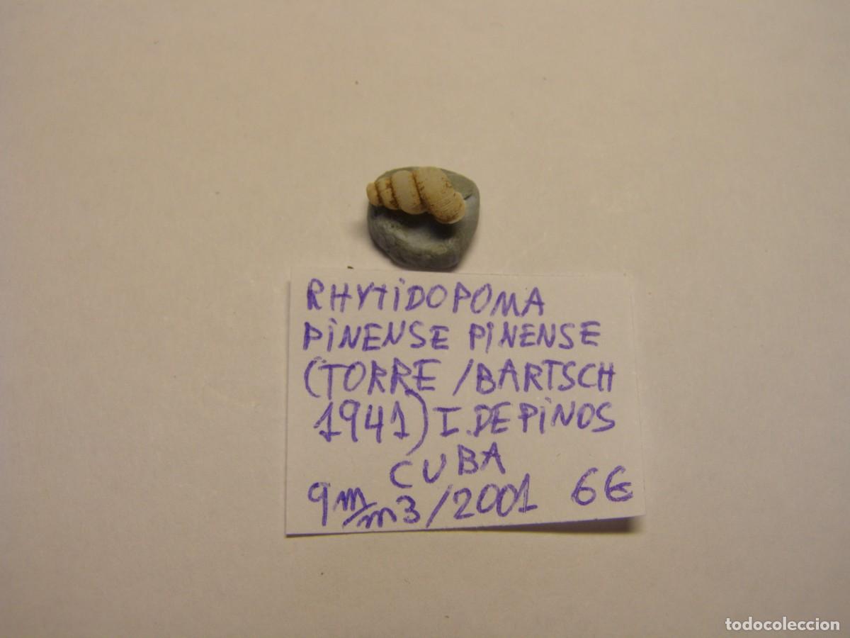 Colecionismo de moluscos: Caracol snail shell rhytidopoma pinense pinense. Cuba.