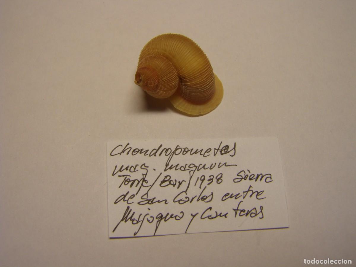 Coleccionismo de moluscos: Caracol snail shell chondropometes magnum magnum. Cuba.