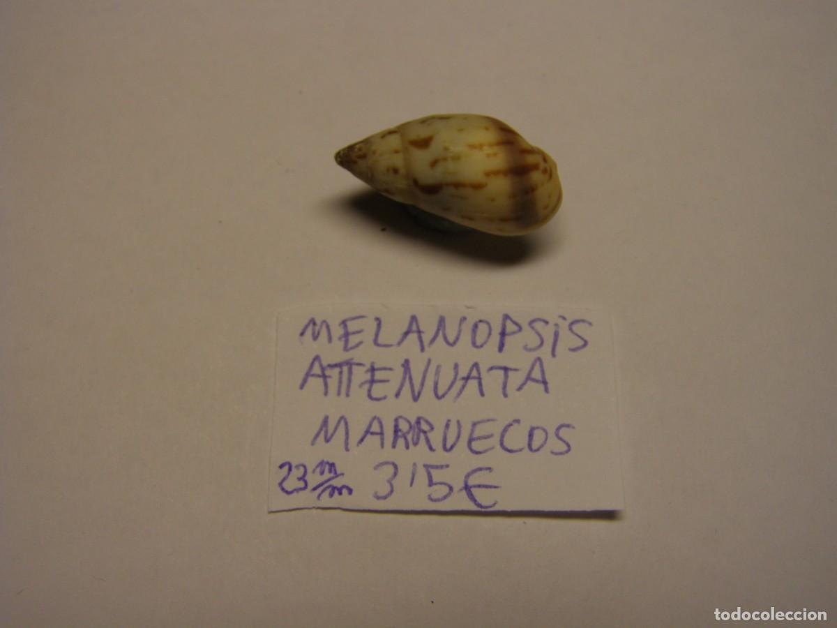 Colecionismo de moluscos: Caracol snail shell melanopsis attenuata. Marruecos.
