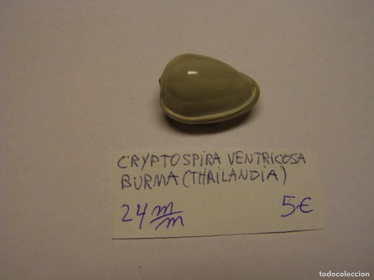 Colecionismo de moluscos: Caracol snail shell cryptospira ventricosa. Thailandia.