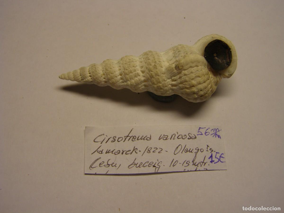 Colecionismo de moluscos: Caracol snail shell cirsotrema varicosa. Filipinas.