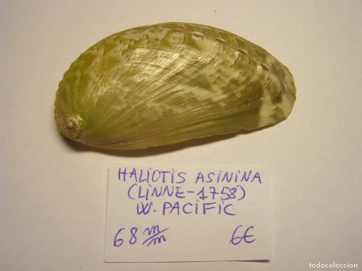 Colecionismo de moluscos: Caracol snail shell haliotis asinina. W. Pacific.