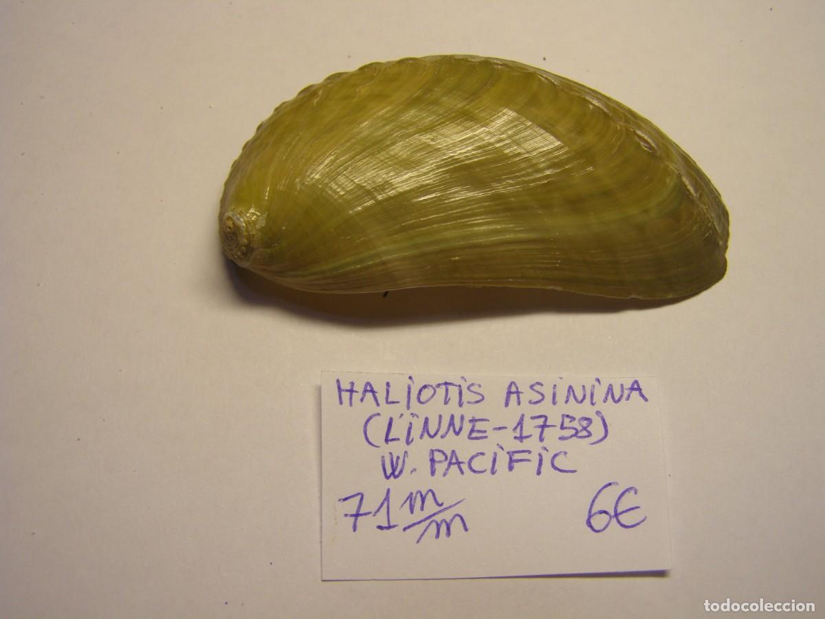 Colecionismo de moluscos: Caracol snail shell haliotis asinina. W. Pacific.