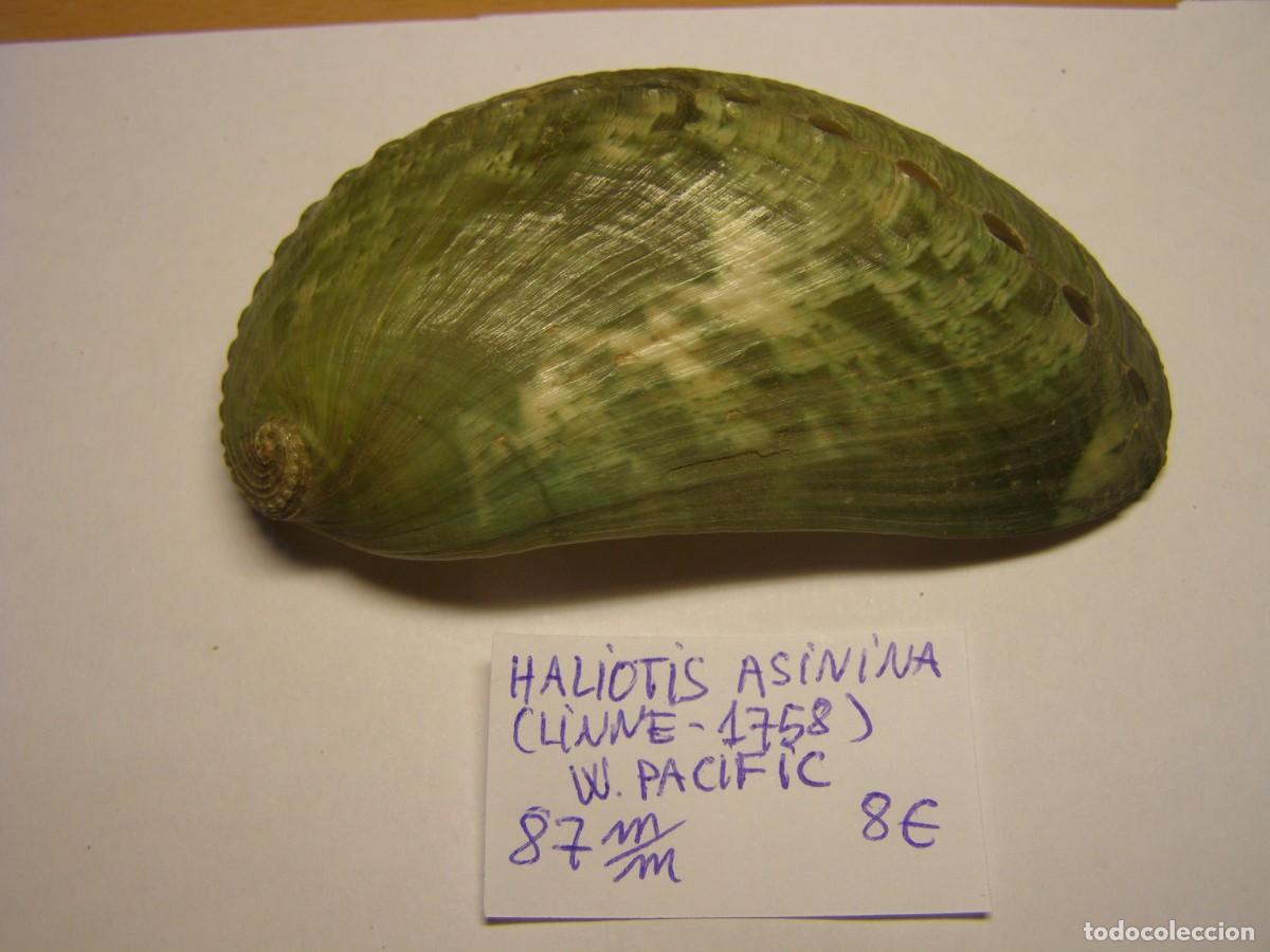 Coleccionismo de moluscos: Caracol snail shell haliotis asinina. W. Pacific.