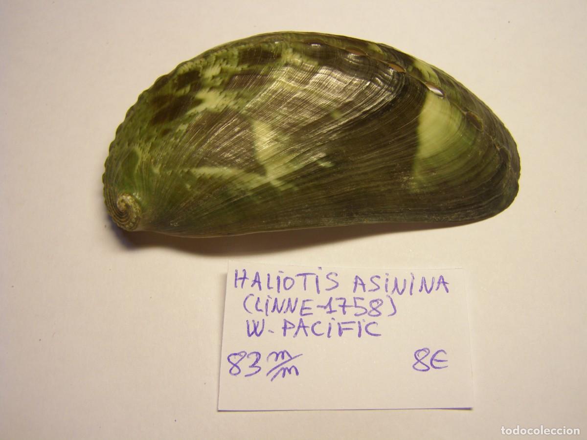 Coleccionismo de moluscos: Caracol snail shell haliotis asinina. W. Pacific.