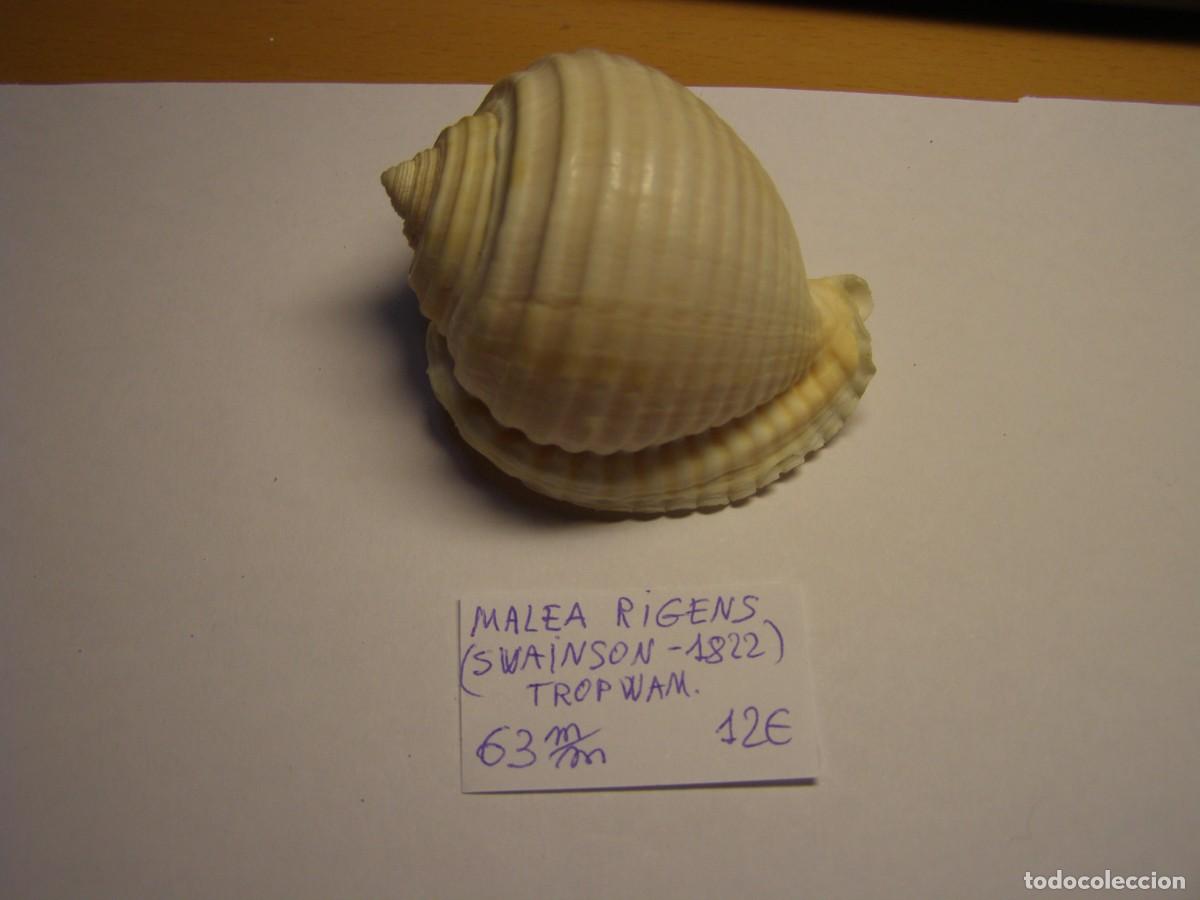 Coleccionismo de moluscos: Caracol snail shell malea rigens. Trop W. Am.