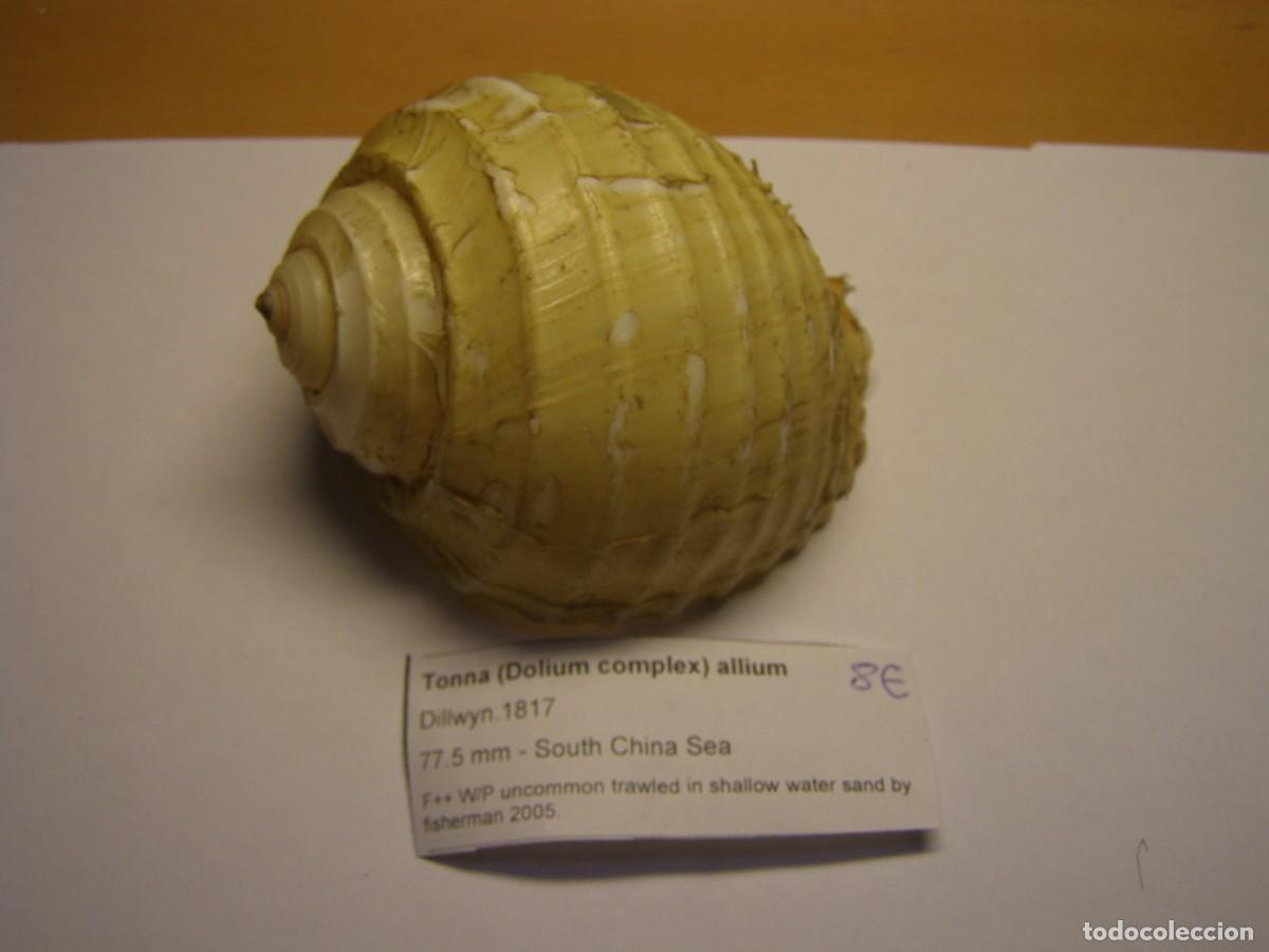 Coleccionismo de moluscos: Caracol snail shell tonna allium. Mar del sur de la China. Con periostraco.