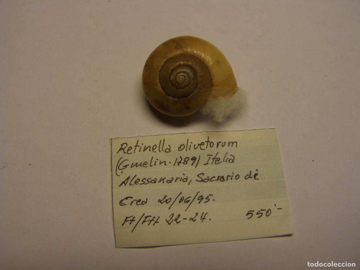 Coleccionismo de moluscos: Caracol snail shell retinella olivetorum. Italia.