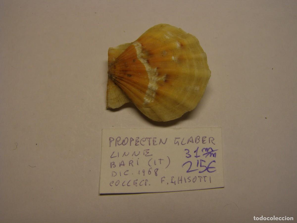 Coleccionismo de moluscos: Caracol snail shell propecten glaber. Italia.