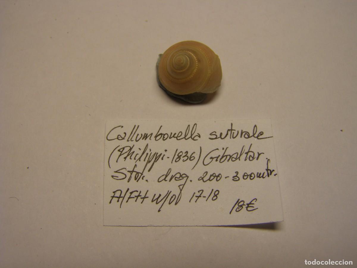 Coleccionismo de moluscos: Caracol snail shell callumbonella suturale. Gibraltar.