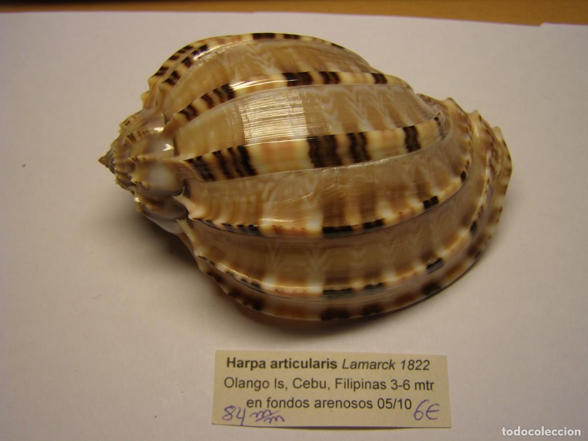 Coleccionismo de moluscos: Caracol snail shell harpa articularis. Filipinas.