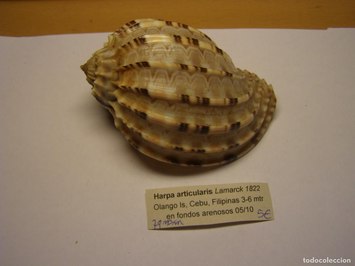 Coleccionismo de moluscos: Caracol snail shell harpa articularis. Filipinas.