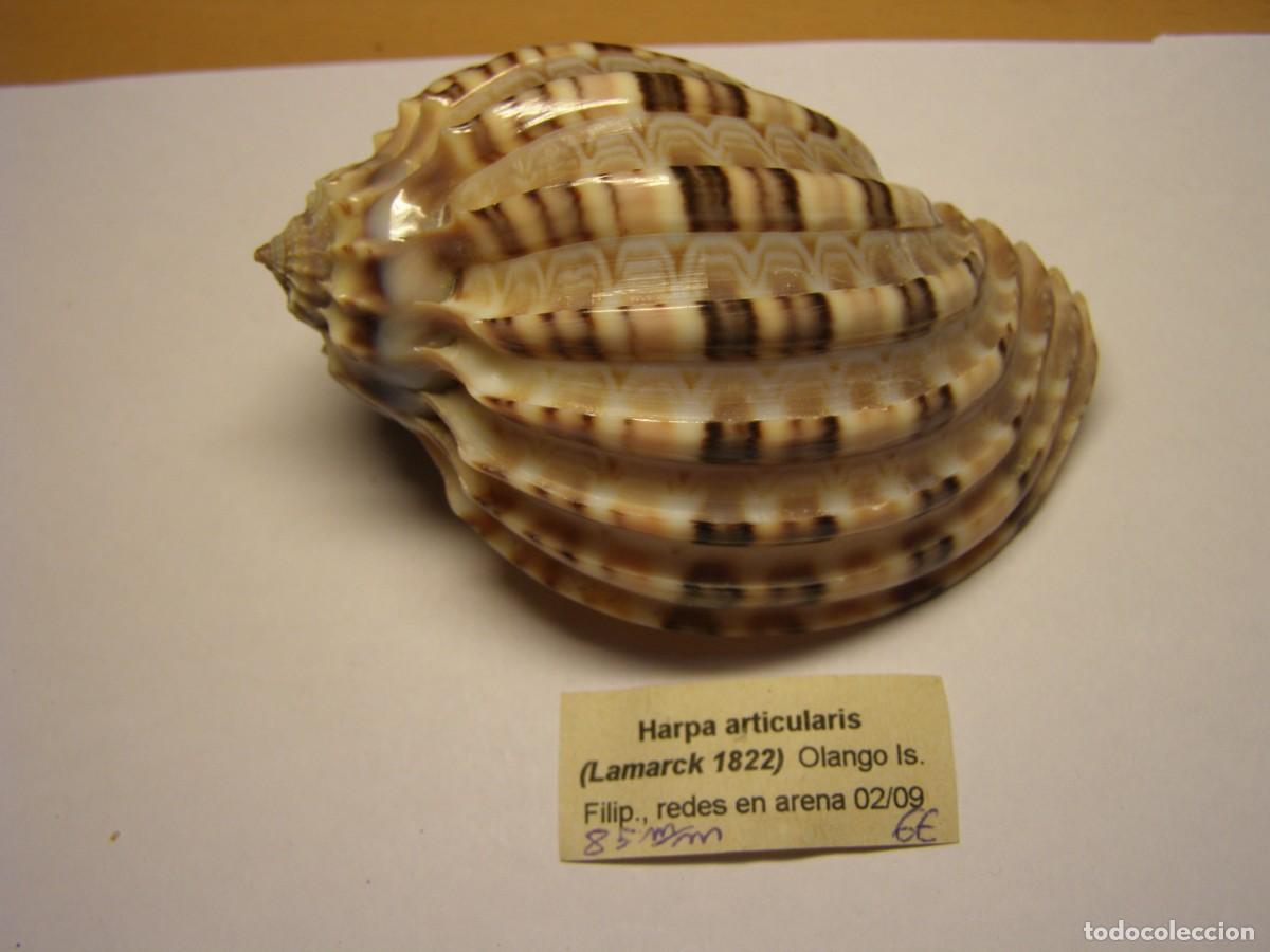 Coleccionismo de moluscos: Caracol snail shell harpa articularis. Filipinas.