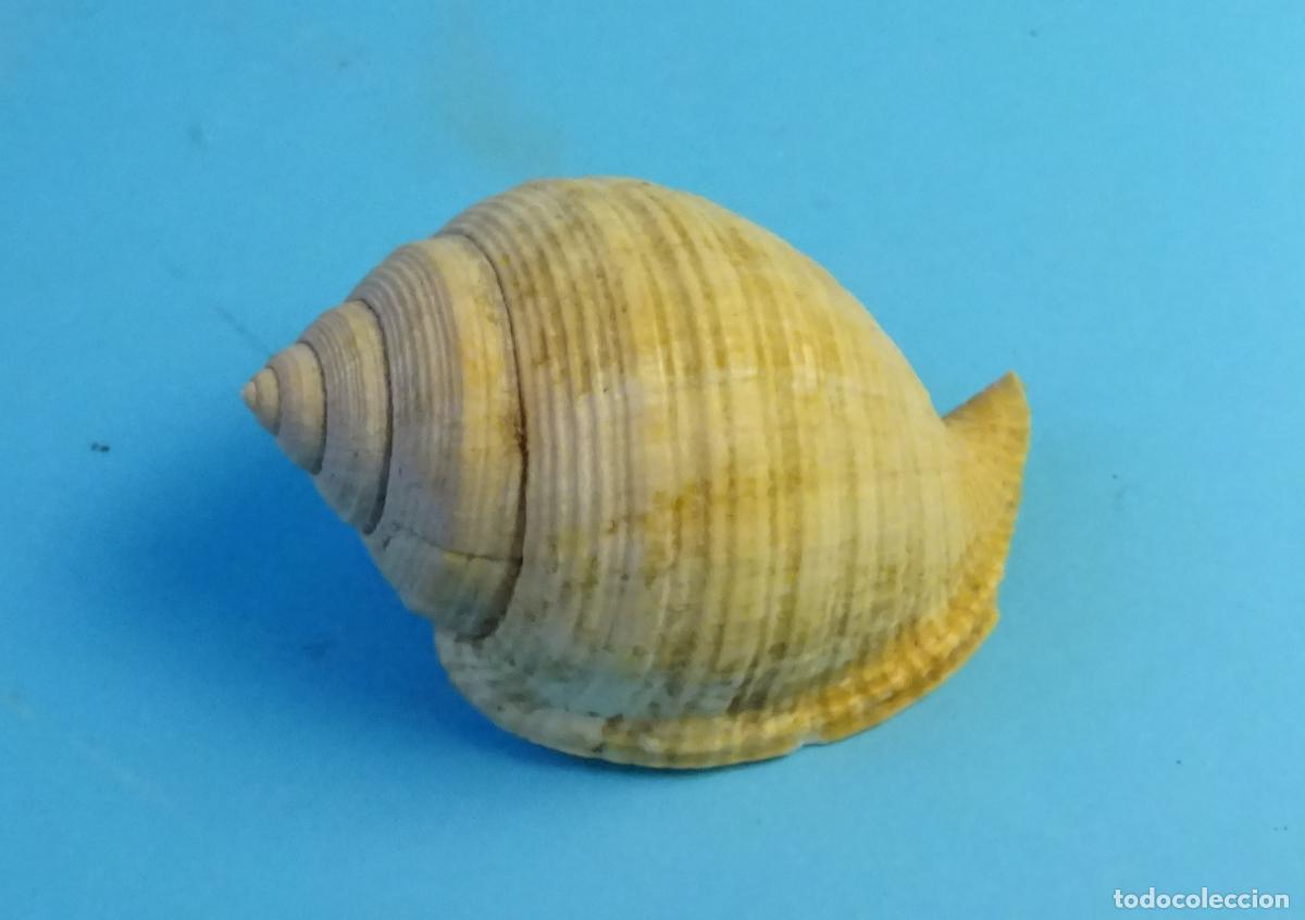 Coleccionismo de moluscos: CARACOL SNAIL SHELL CONCHA DE GASTER&Oacute;PODO MARINO. TONNA. LONGITUD 6,5 CM