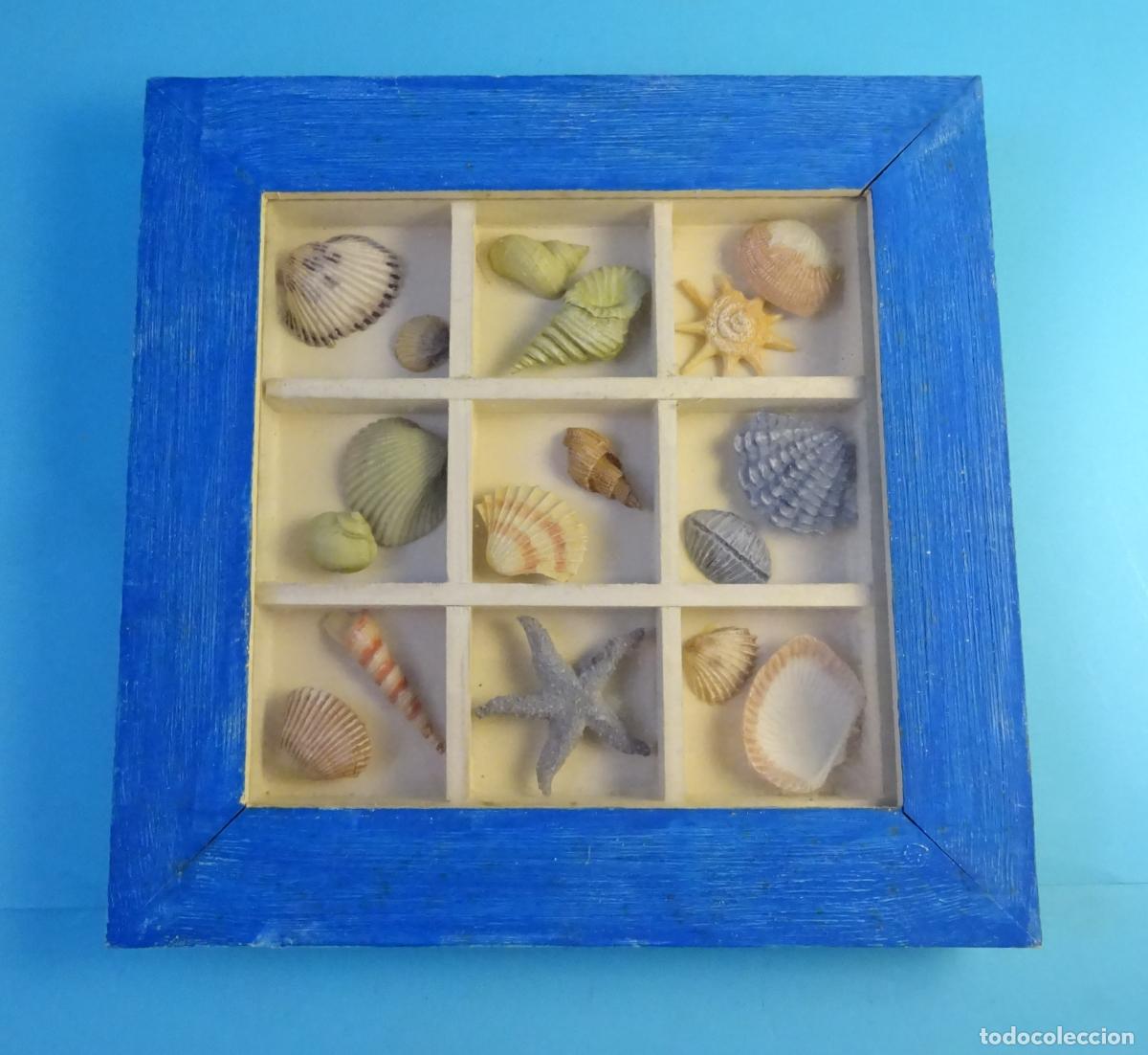 Colecionismo de moluscos: CONJUNTO DE CARACOLES / CONCHAS, SNAIL SHELL ENMARCADOS. FORMATO 22,5 X 22,5 X 3,5 CM