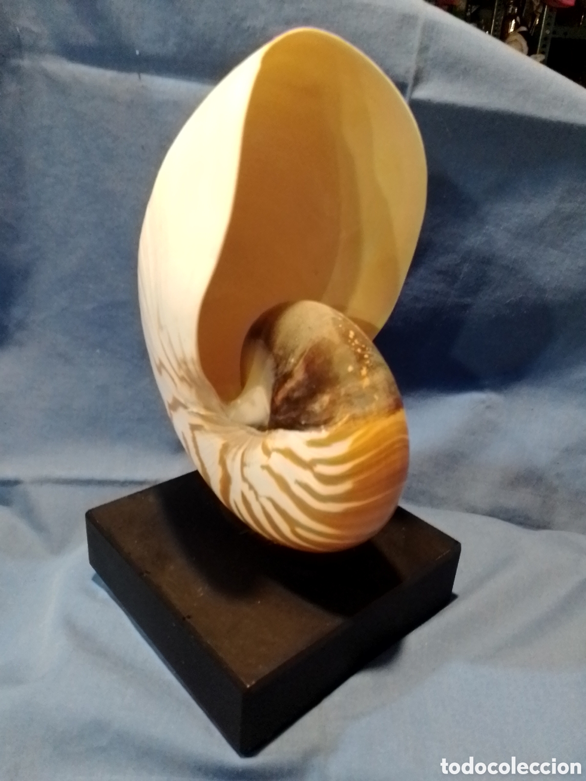 Coleccionismo de moluscos: Caracola marina sobre base - Foto 2