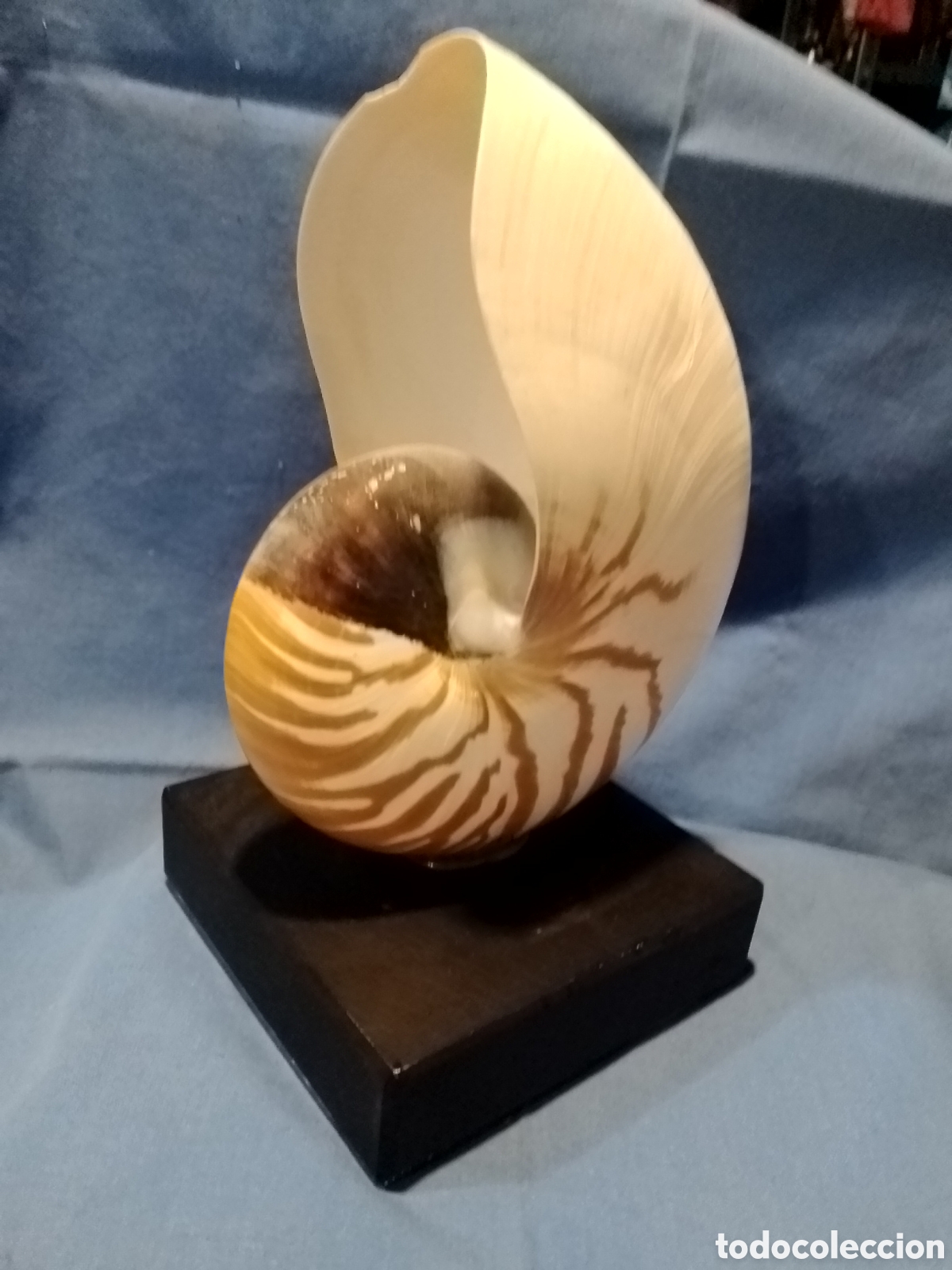 Coleccionismo de moluscos: Caracola marina sobre base - Foto 3