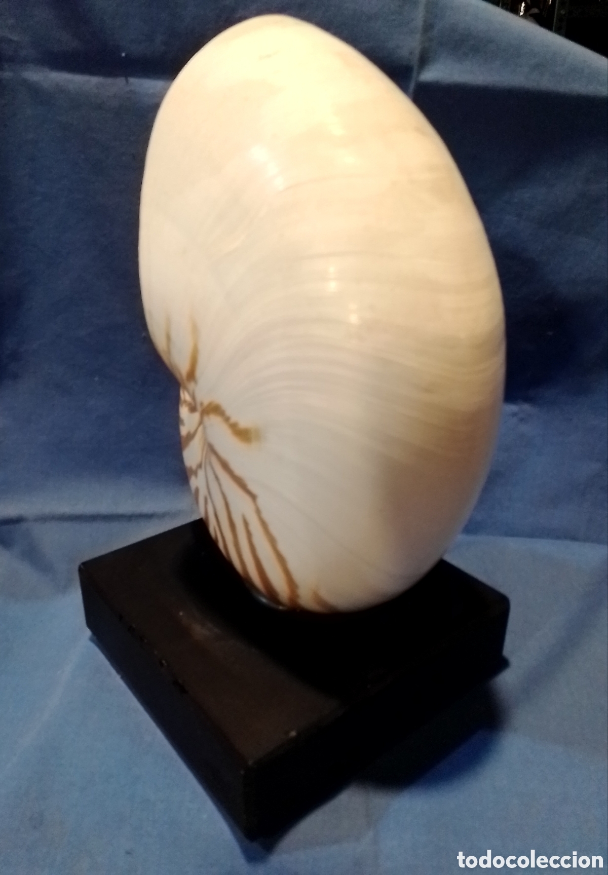 Coleccionismo de moluscos: Caracola marina sobre base - Foto 4