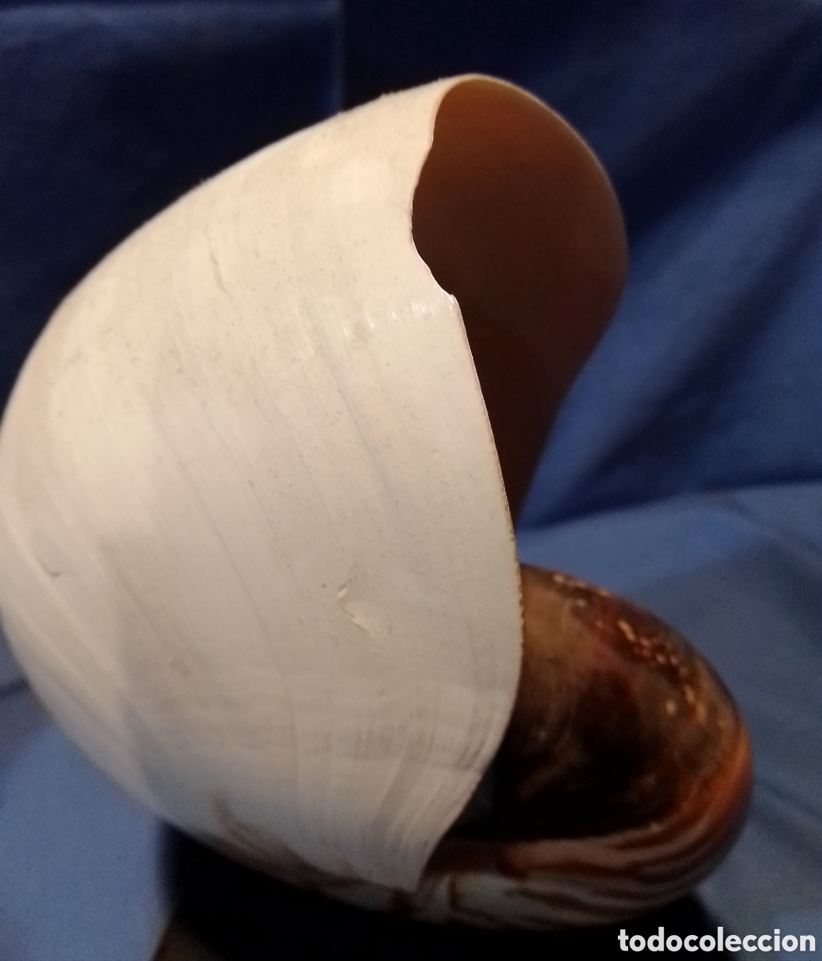 Coleccionismo de moluscos: Caracola marina sobre base - Foto 5