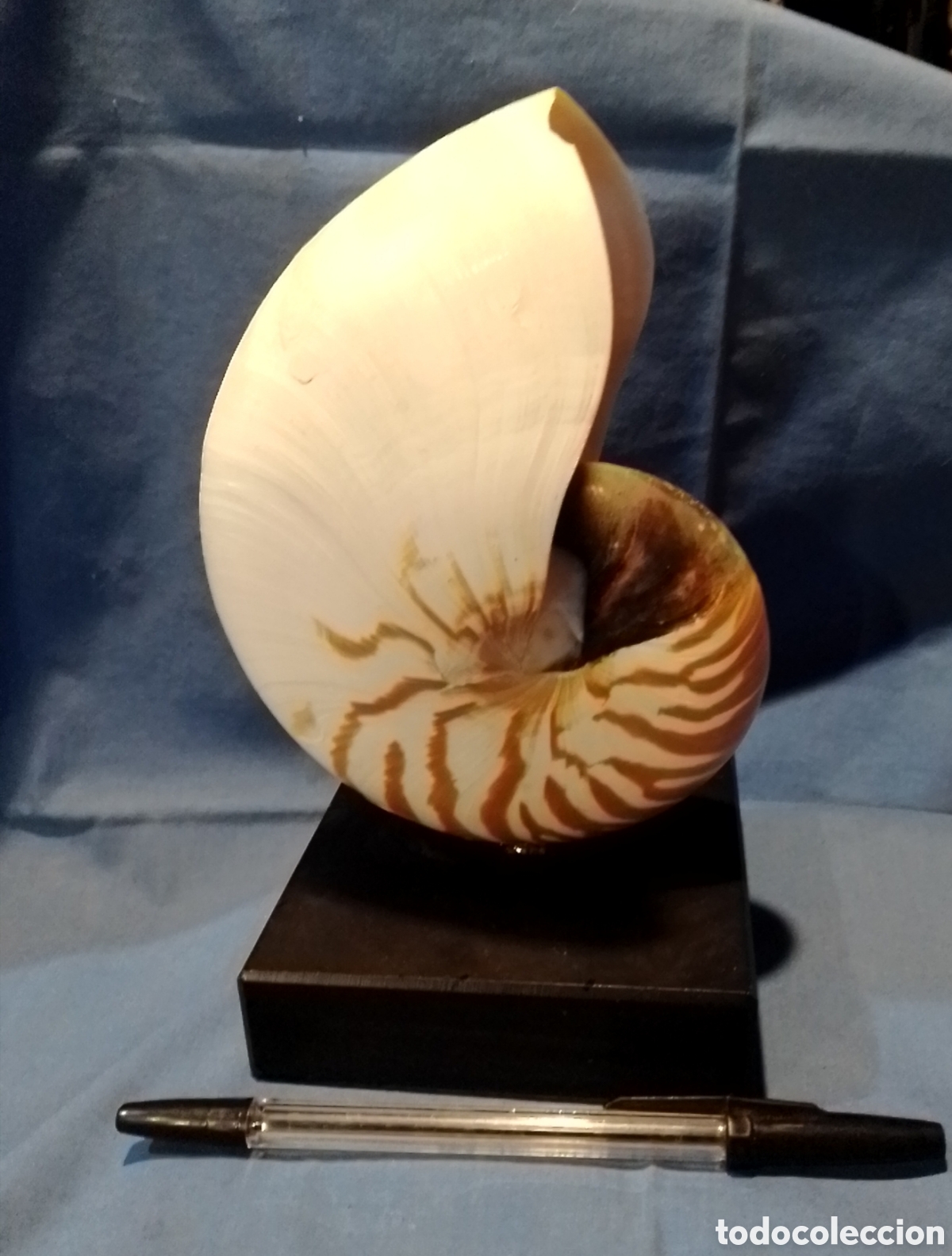 Coleccionismo de moluscos: Caracola marina sobre base - Foto 1