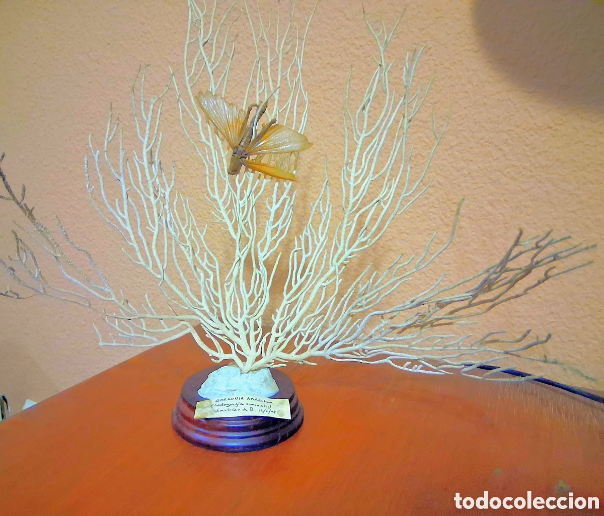Coleccionismo de moluscos: Antiguo Montaje Taxidermia: Gran Cigarr&oacute;n (Saltamontes) sobre Gorgonia Blanca y Peana - 32x25 cm
