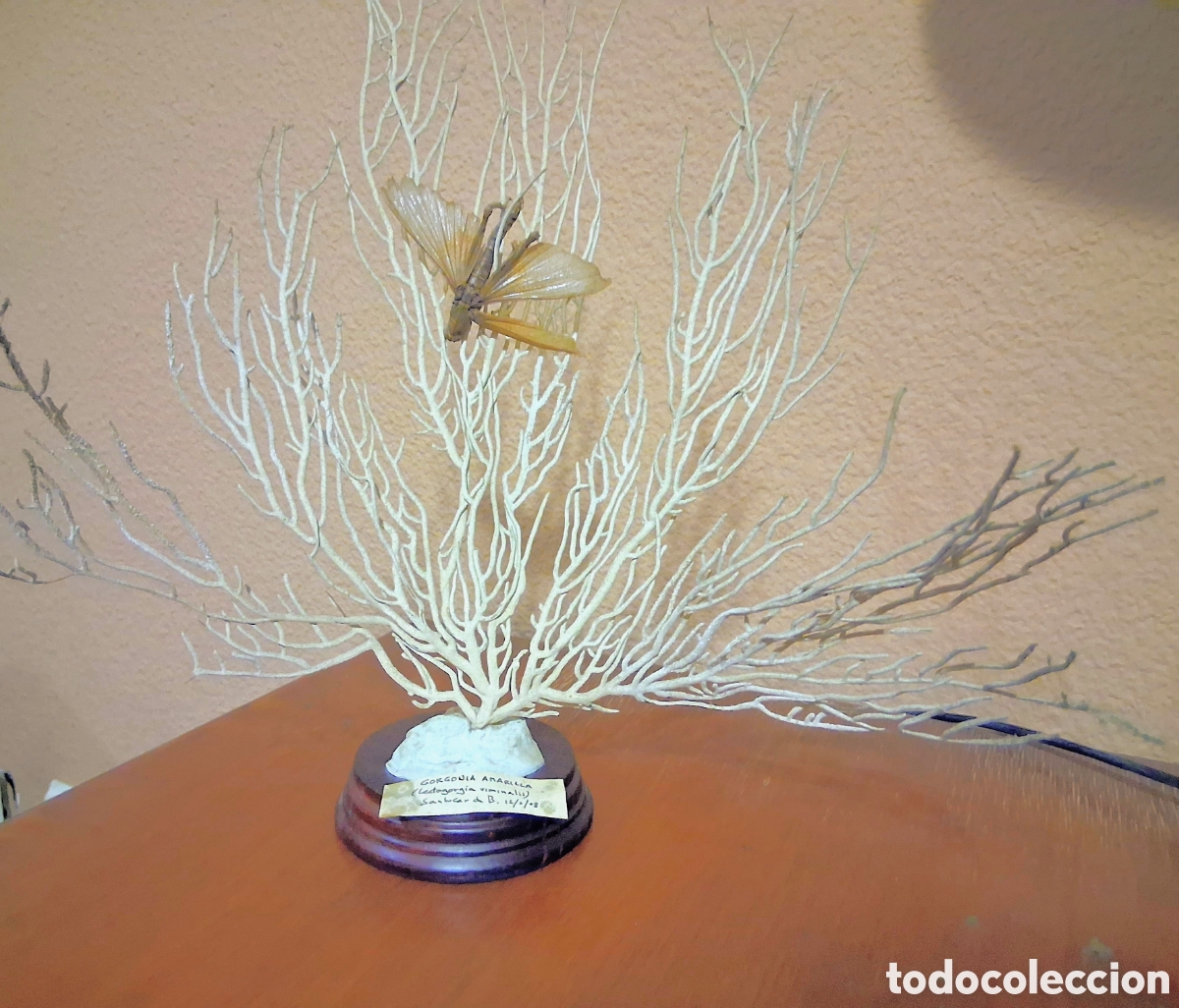 Collectionnisme de mollusques: Antiguo Montaje Taxidermia: Gran Cigarr&oacute;n (Saltamontes) sobre Gorgonia Blanca y Peana - 32x25 cm