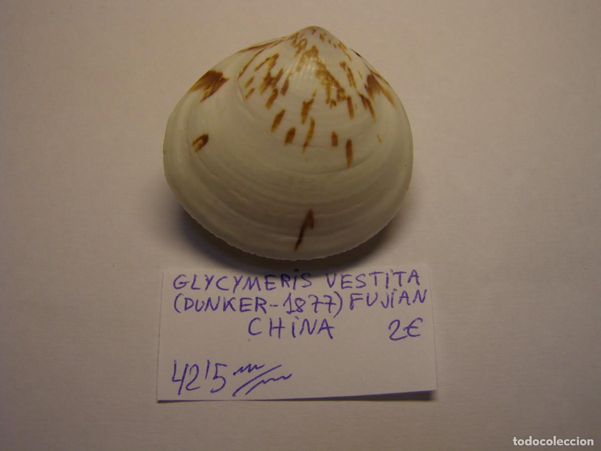 Coleccionismo de moluscos: Bivalvo shell glycymeris vestita. China.