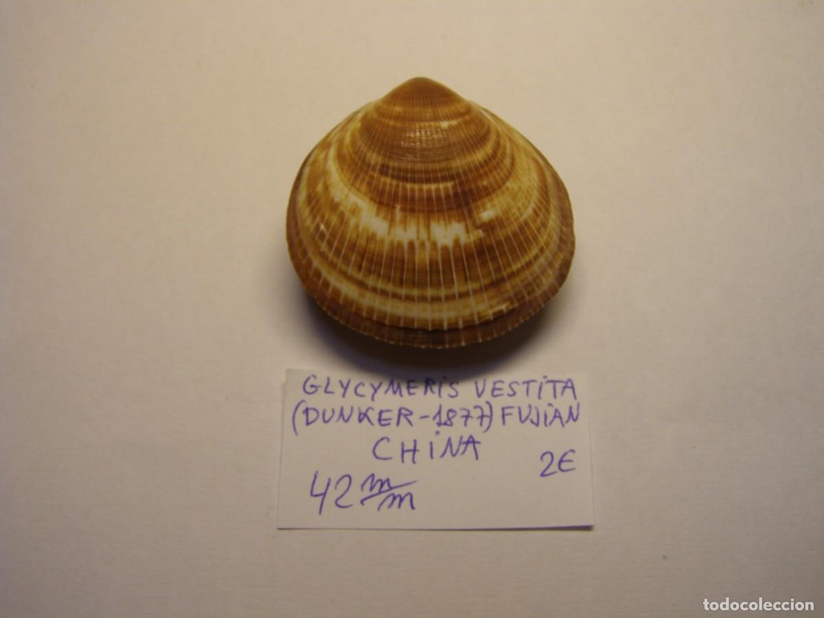 Coleccionismo de moluscos: Bivalvo shell glycymeris vestita. China.