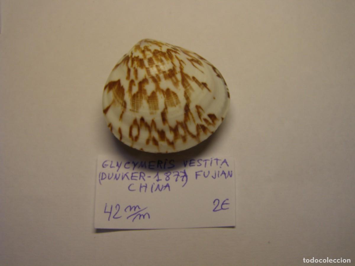 Coleccionismo de moluscos: Bivalvo shell glycymeris vestita. China.